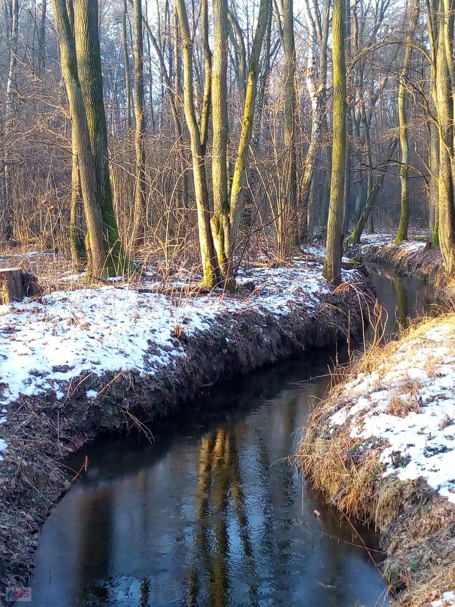 A strumyk w lesie płynie