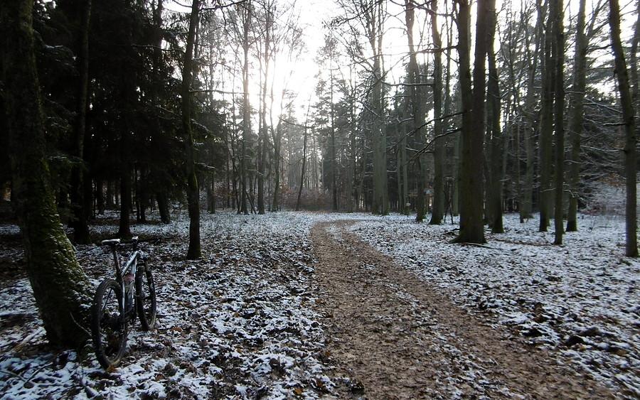 Trochę zimowo w Puszczy Zielonka