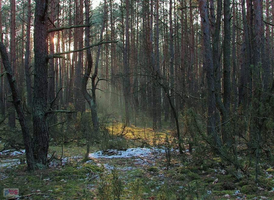 Rozświetlona polanka