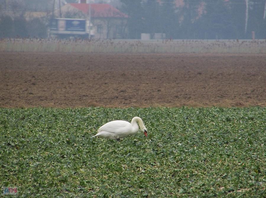 Łabędż buszujacy na polach pod Gassami