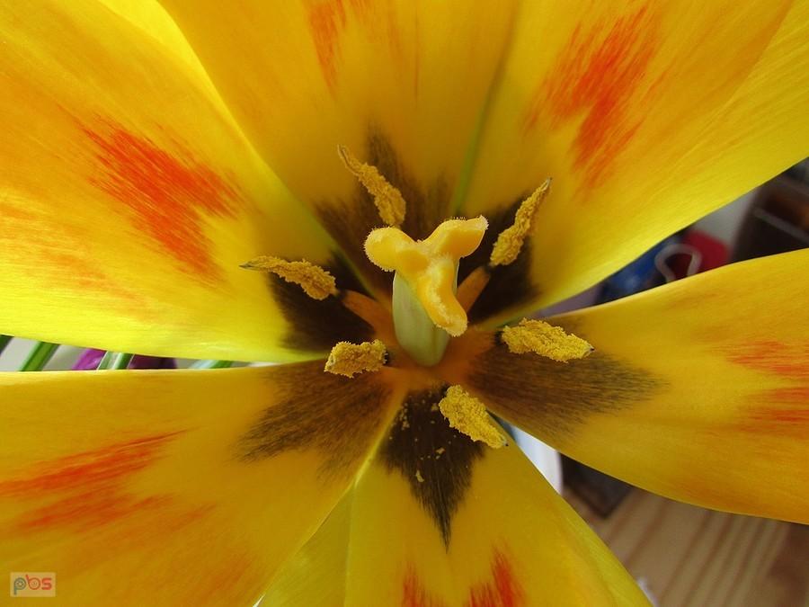 Tulipanik z bazarku