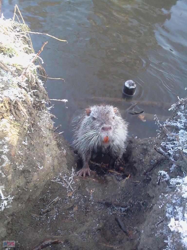 Ciekawska nutria