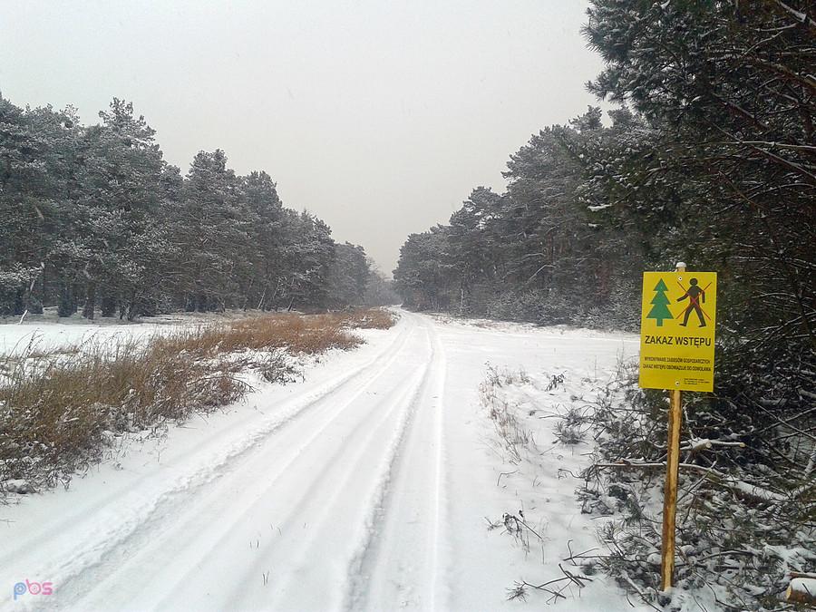 Na skraju leśnictwa