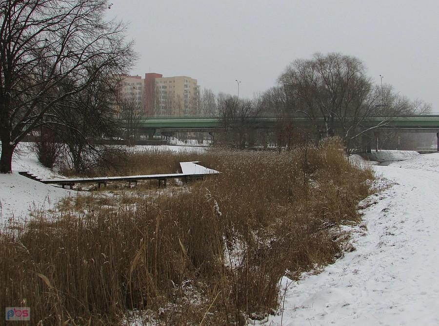 Kładka przez trzcinowisko