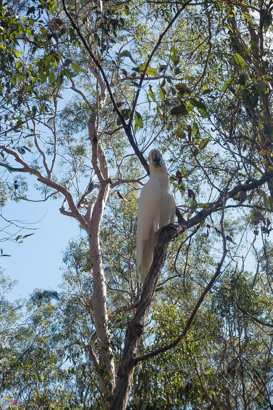 White cockatoo