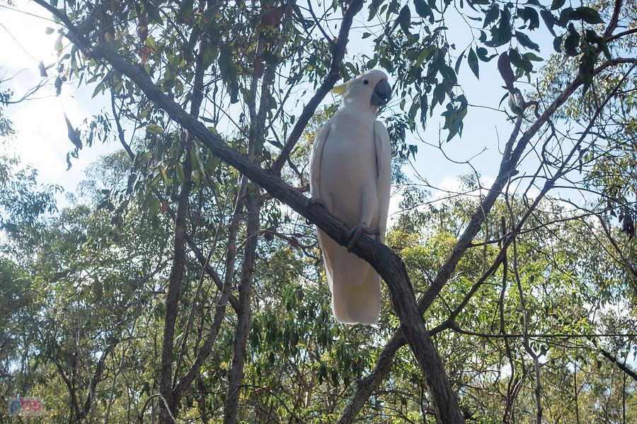 White cockatoo