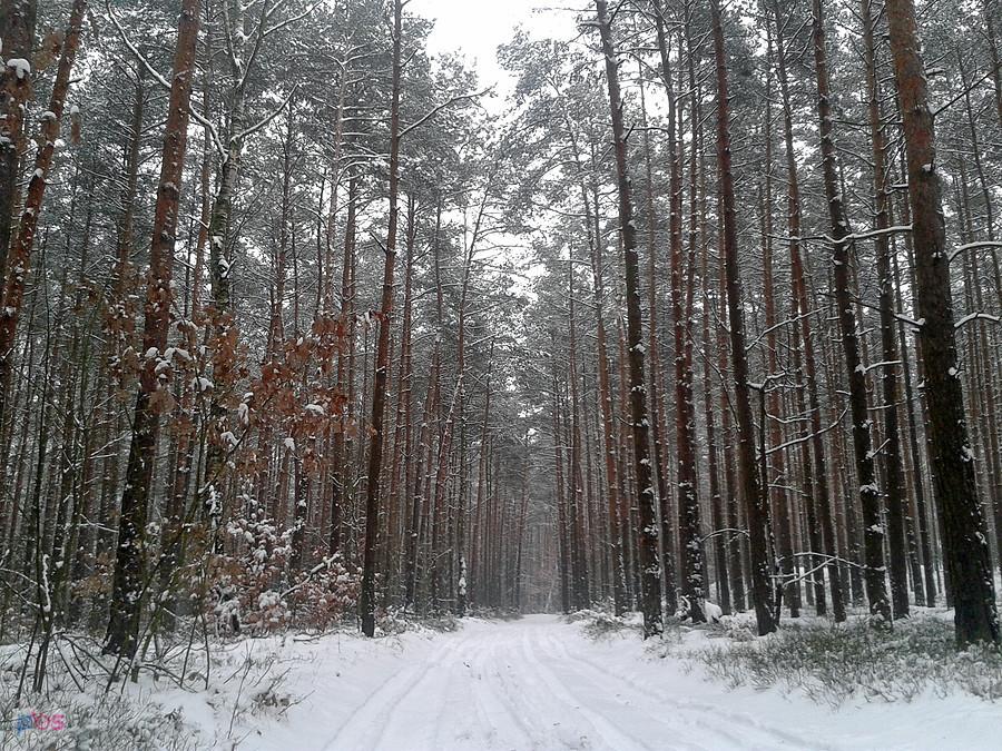 W zimowej szacie, Felicjanów