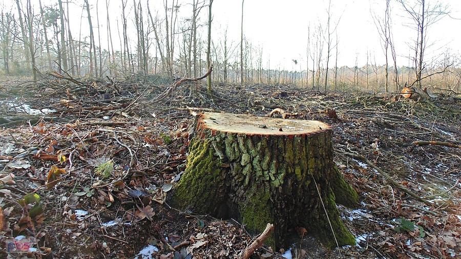 Obraz jak po wojnie - wycinka lasu na trasie Brożec-Borek
