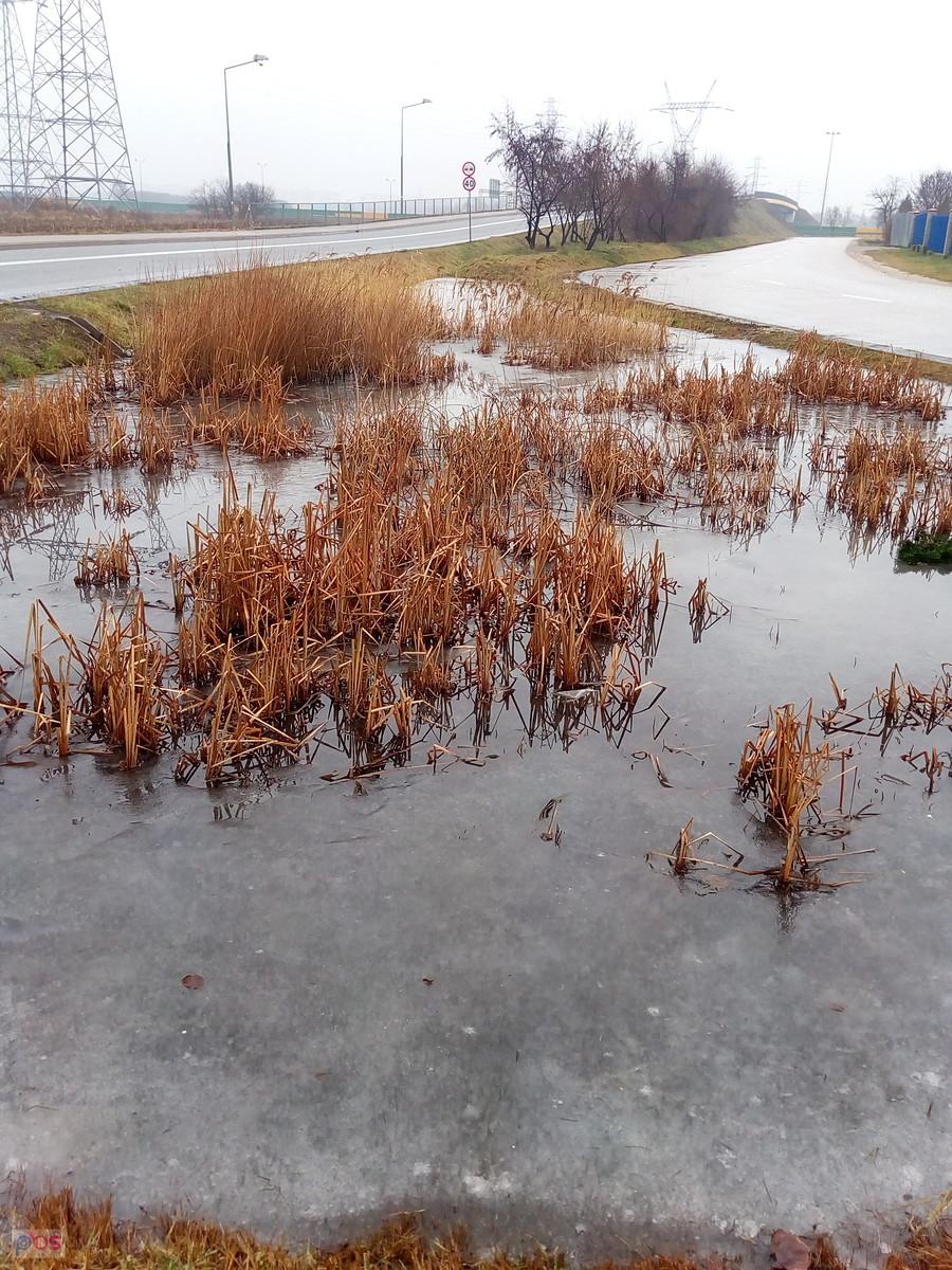 Rozmarzający staw