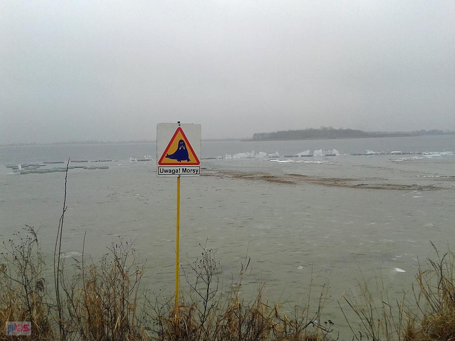 Strefa morsów