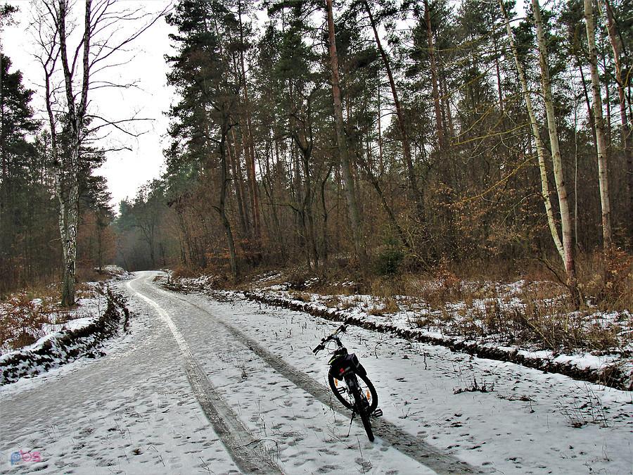 Okolice Tczewa - w lesie ślizgawica.