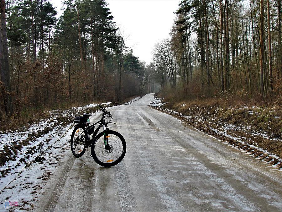 Okolice Tczewa - w lesie ślizgawica.