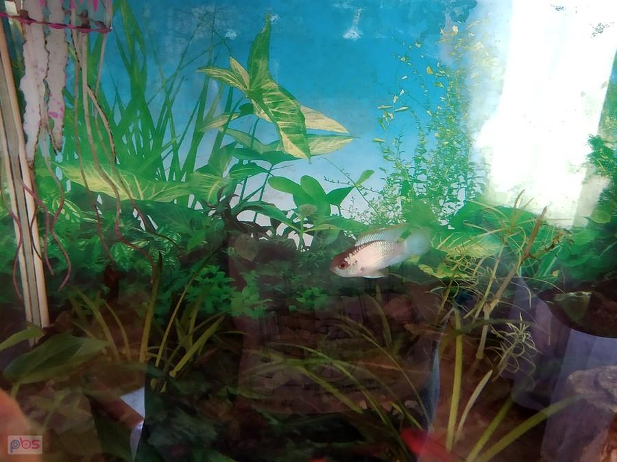 Ramireza Blue