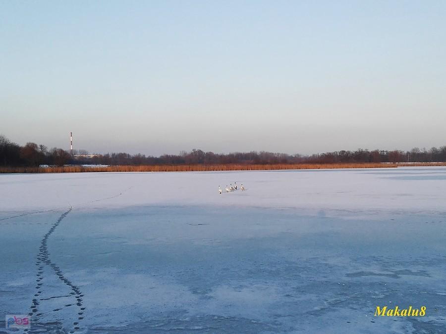Łabędzie zostały "na lodzie".