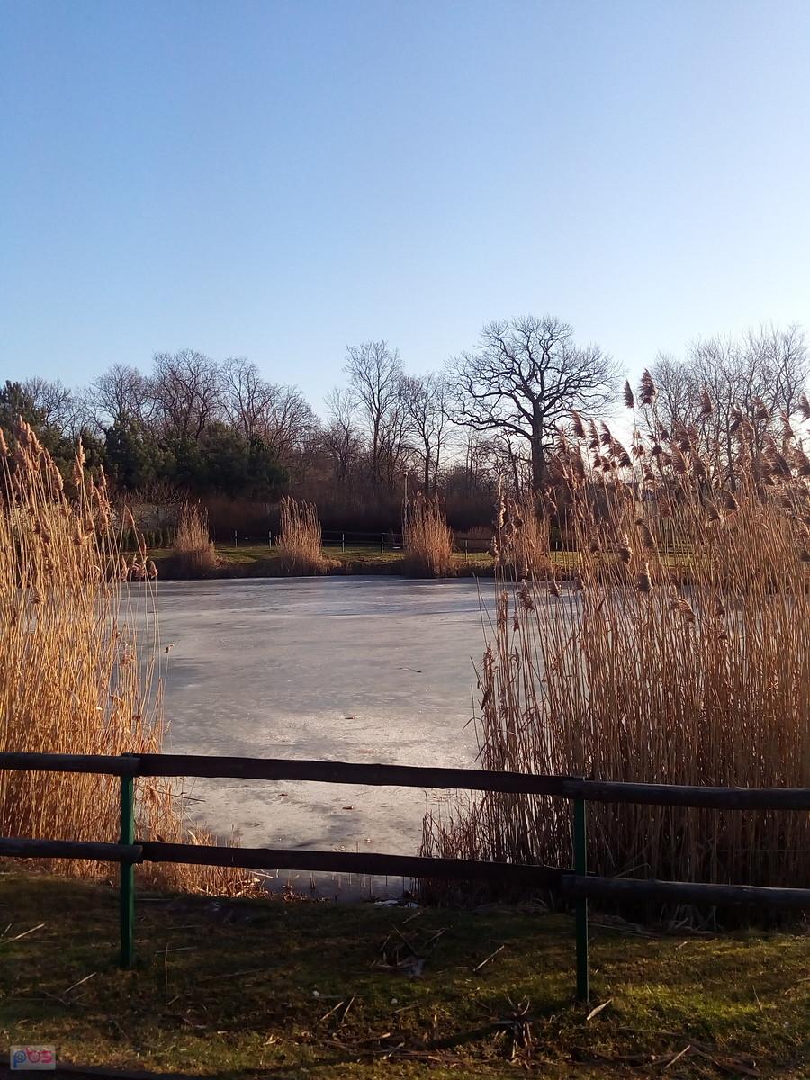 Staw w Borzęcinie też pod lodem