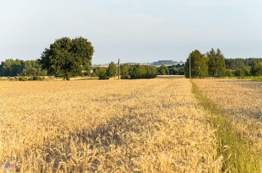 Pola we wsi Mełchów
