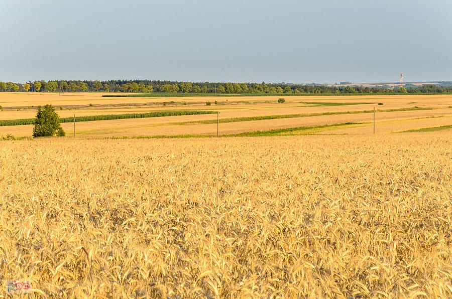 Mełchów - pola o zachodzie