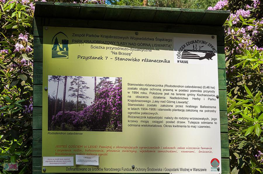 Tablica informacyjna - stanowisko różanecznika