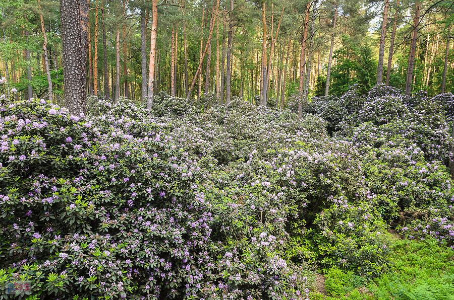 Stanowisko Różanecznika - PK Lasy nad Górną Liswartą