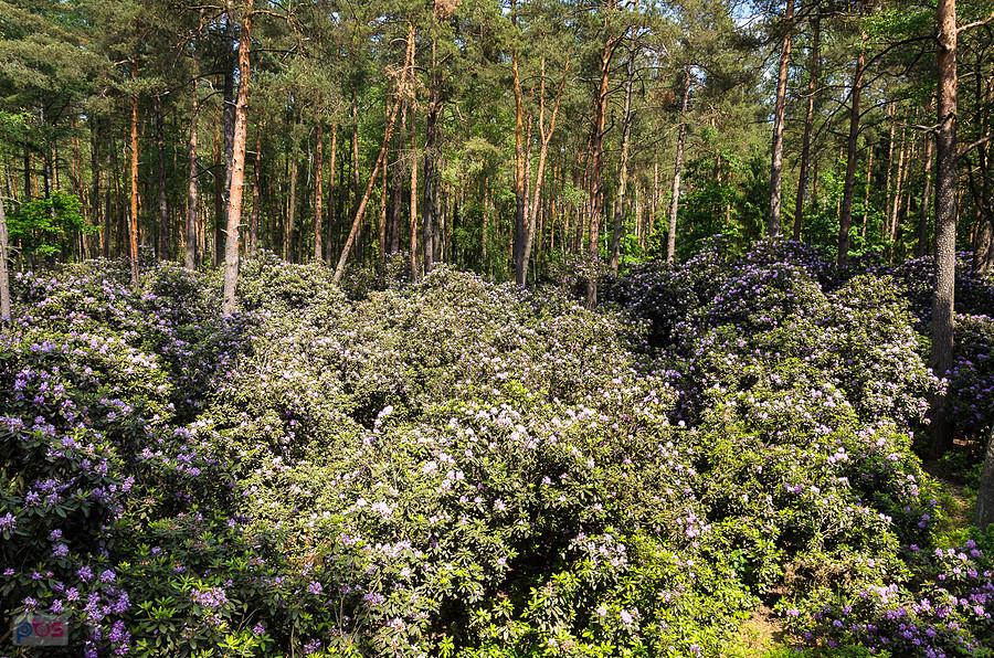 Stanowisko Różanecznika - PK Lasy nad Górną Liswartą