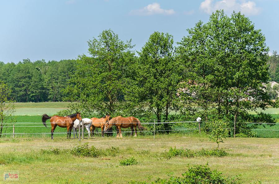 Stasiowe - przysiółek nad Liswartą
