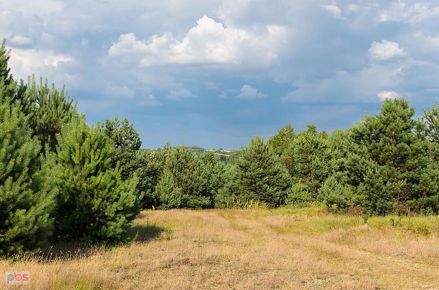 Zdów - droga wśród sosen