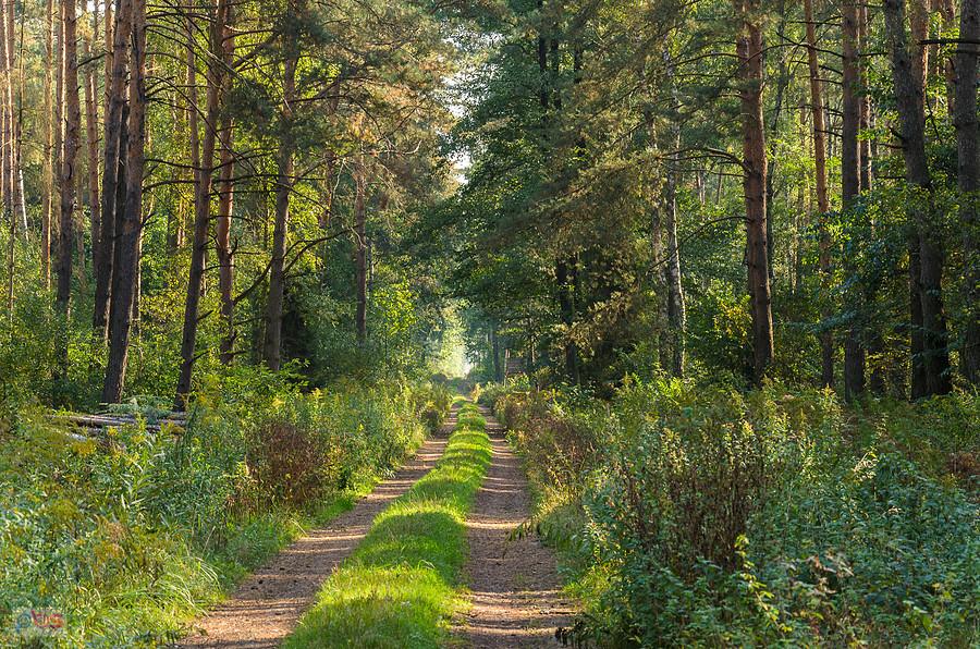 Droga pożarowa nr 45 - Do zapadłego młyna