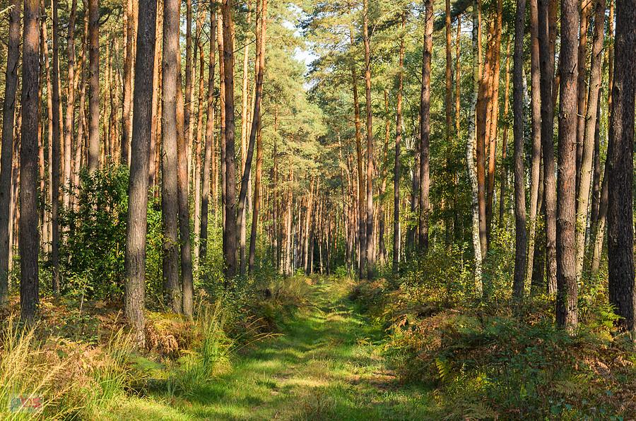 Przedłużenie ulicy Brzozowej - Kuźnia Raciborska