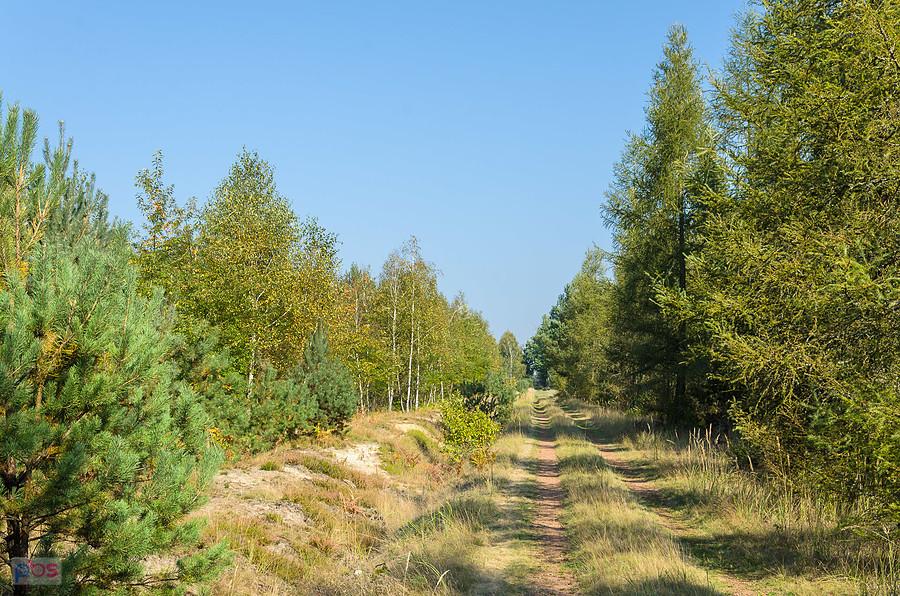 Droga pożarowa "Gazruły" - Kuźnia Raciborska