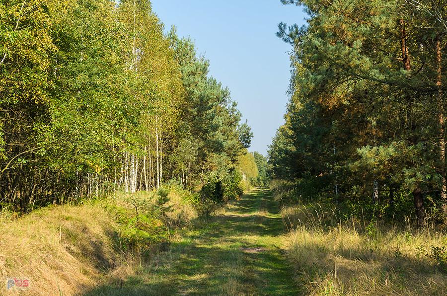 Droga pożarowa "Gazruły" - Kuźnia Raciborska