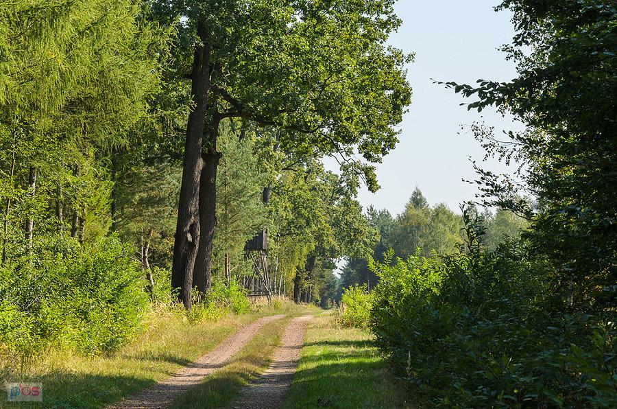 Droga pożarowa "Dyrekcyjna"