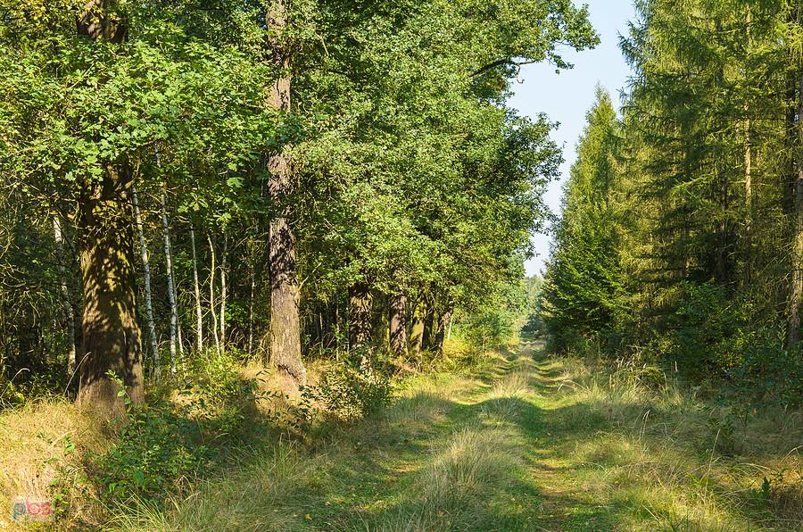 Droga pożarowa "Gazruły" - Kuźnia Raciborska