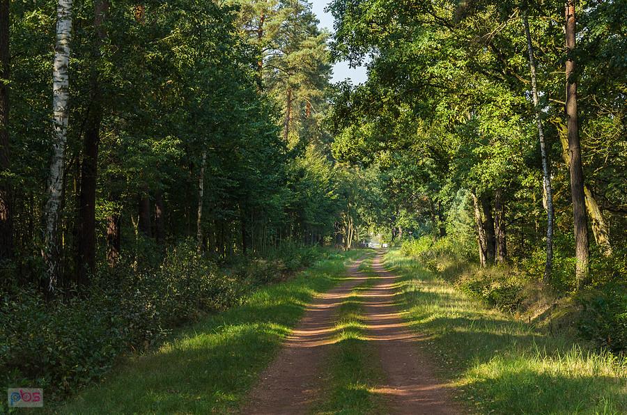 Droga pożarowa "Zakazana" - prostopadła do Gazruły