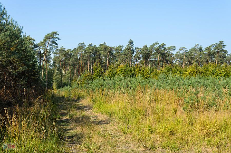 Droga pożarowa "Gazruły" - las Solarnia