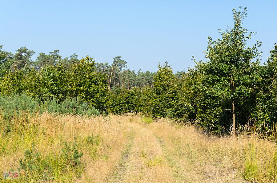 Droga pożarowa "Gazruły" - las Solarnia