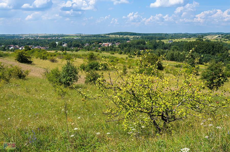 Żarki - widok ze wzgórza Parchowatka