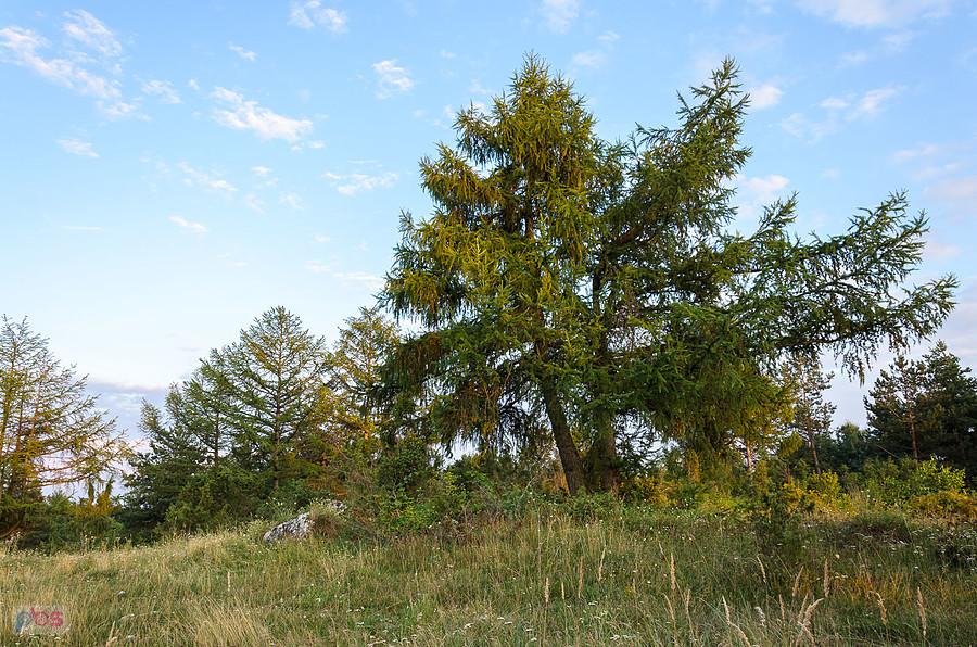 Wzgórze w Niegowej