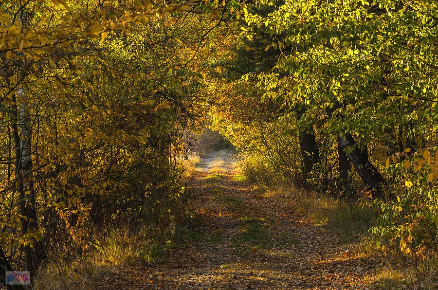 Kochanowice - droga na skraju pola