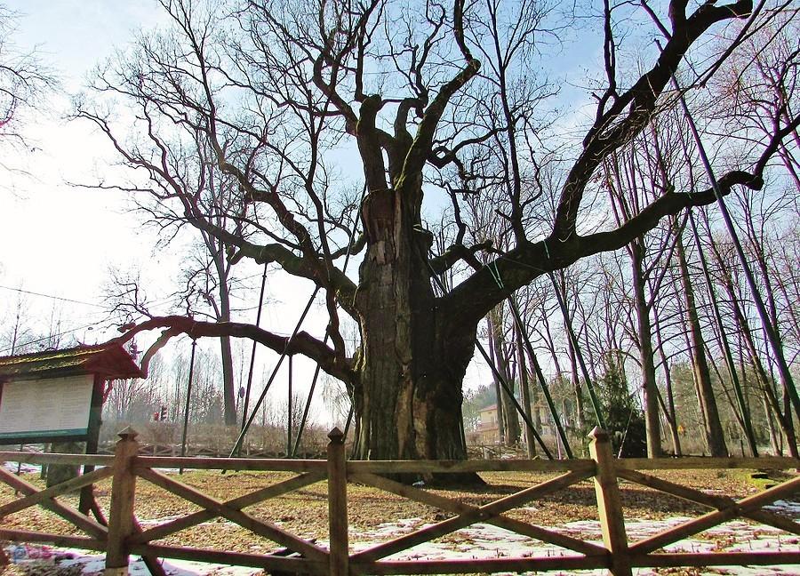 Bartek ma ok. 28,5 m wysokości