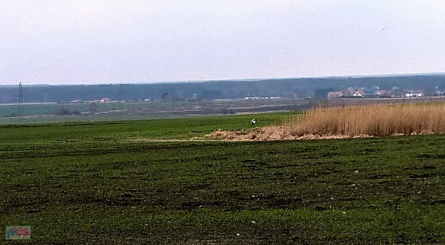 Pola pod Bezrzeczem, gdzie dobrze się wpatrując można zauważyć dwa żurawie.