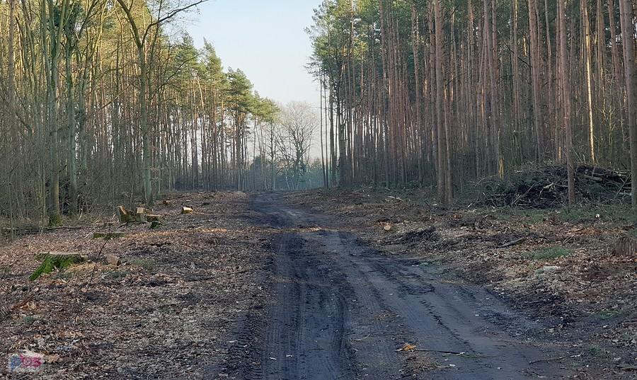 Powstająca szosa w okolicy Niedźwiedzia