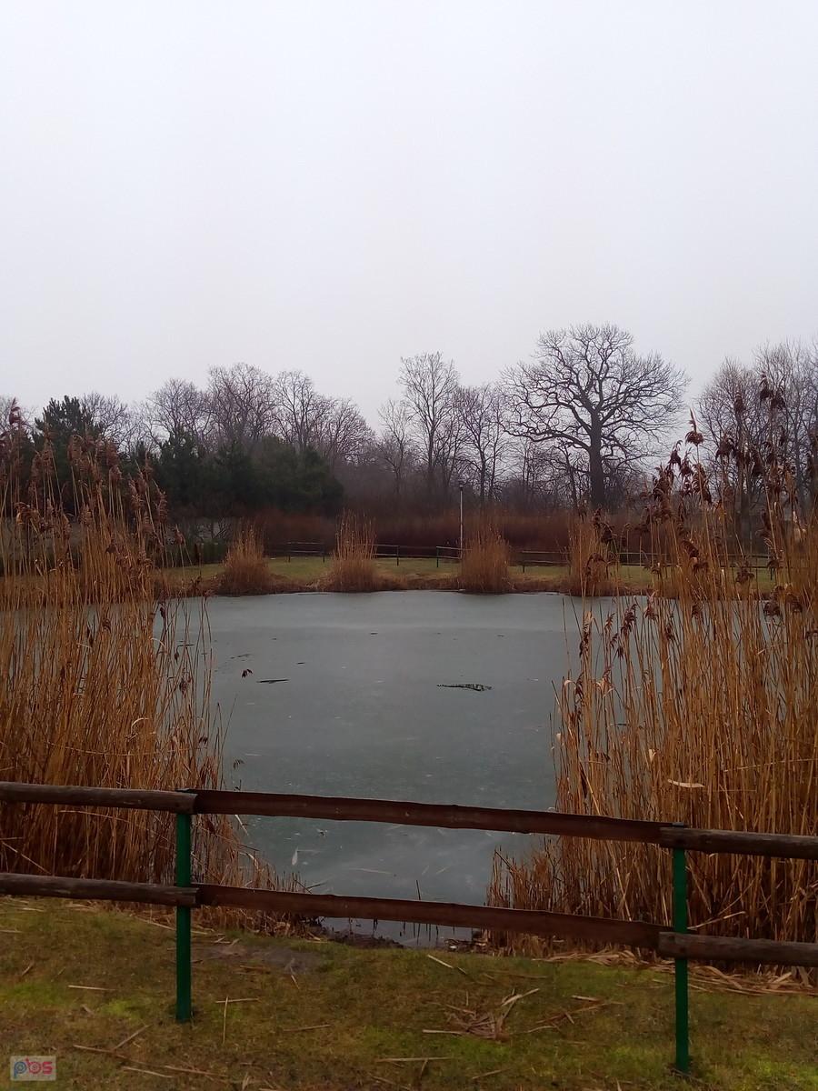 Cieniutki lód na stawie w Borzęcinie