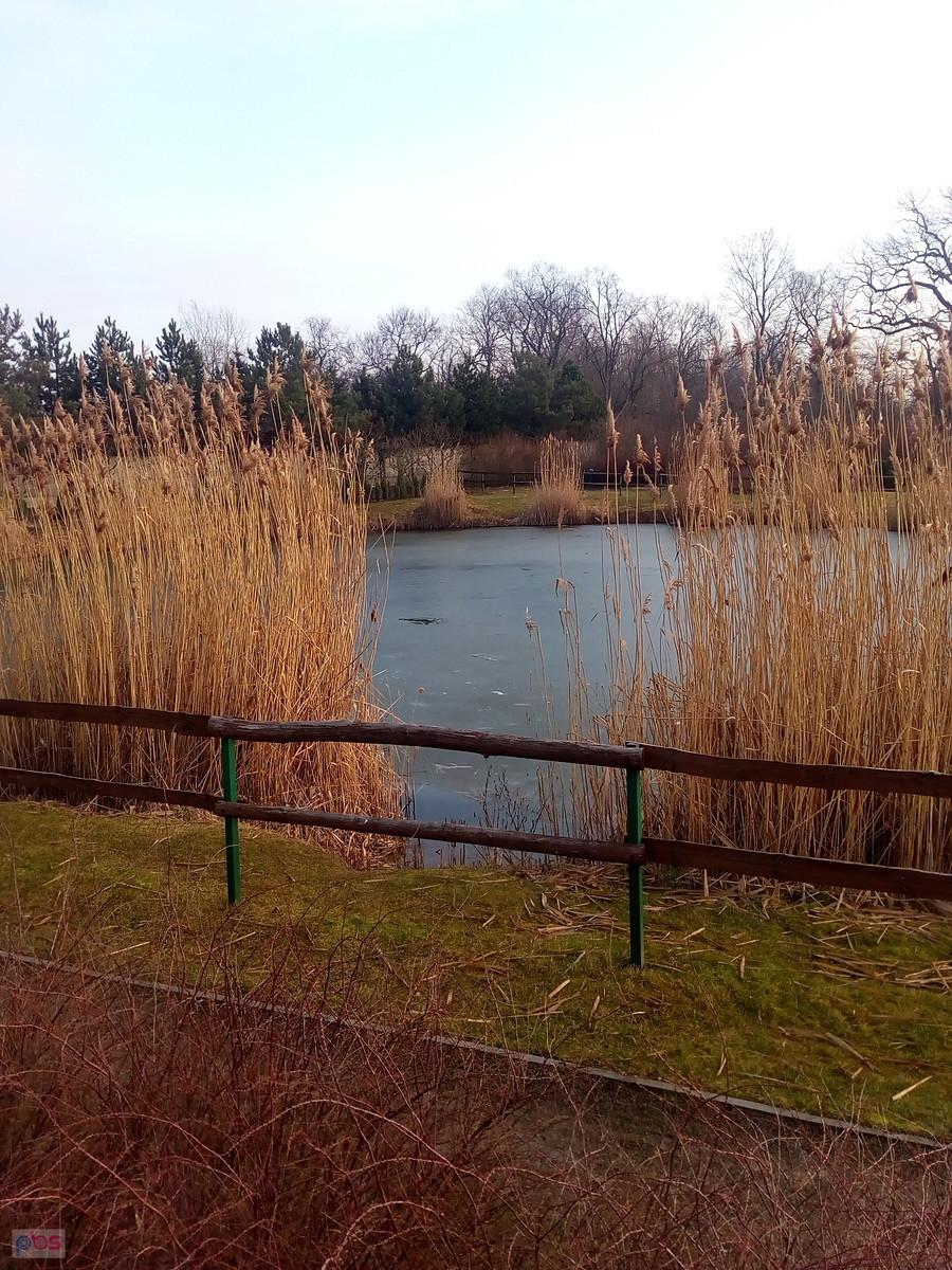 Staw w Borzęcinie ciągle skuty lodem
