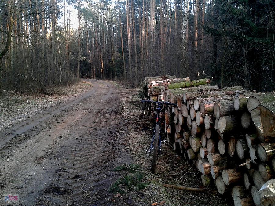 W nadleśnictwie