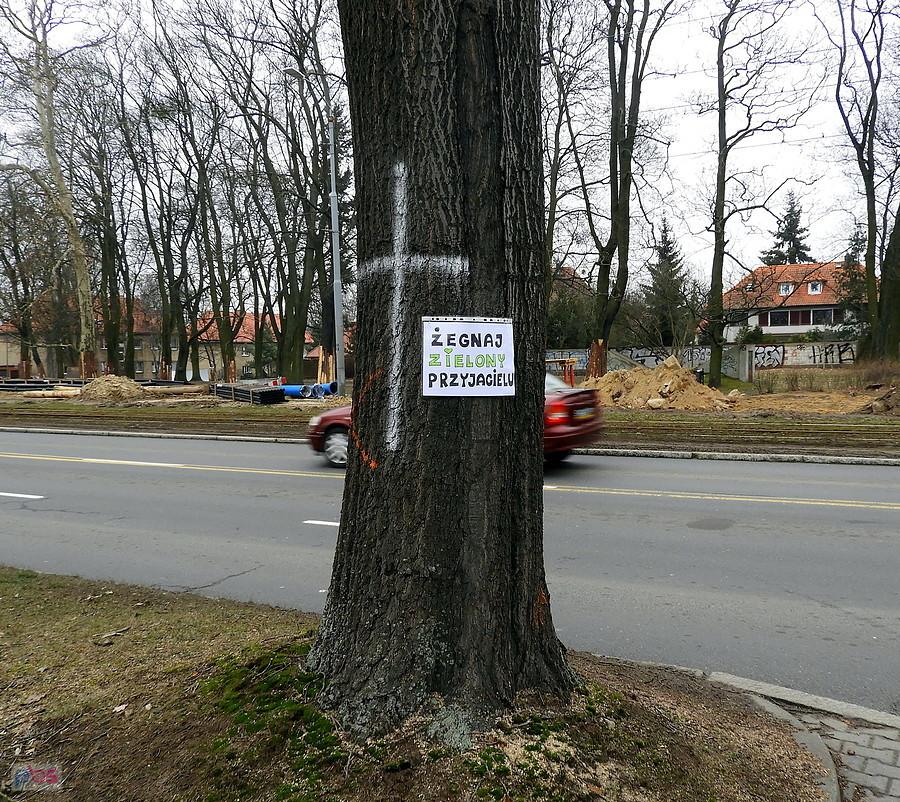 Jedno z drzew do ścięcia.