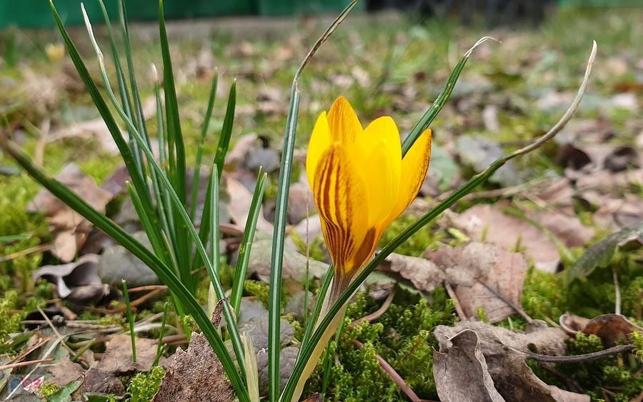 Pierwszy krokus w 2019 - Niedźwiedź