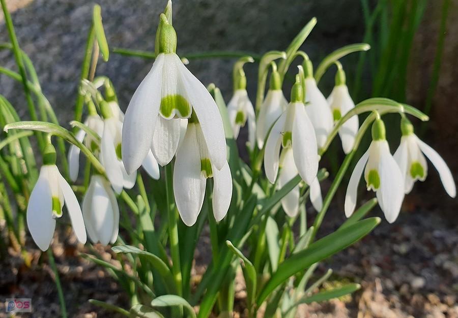 Przebiśnieg (Galanthus nivalis)
