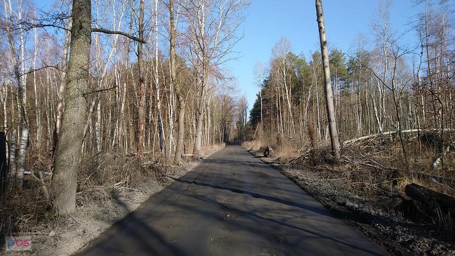 Skrót przez las z Truskawia do Mariewa