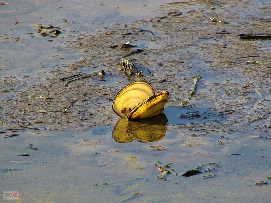 Szczeżuja wielka - rozmiar jej muszli może mieć ok. 20 cm