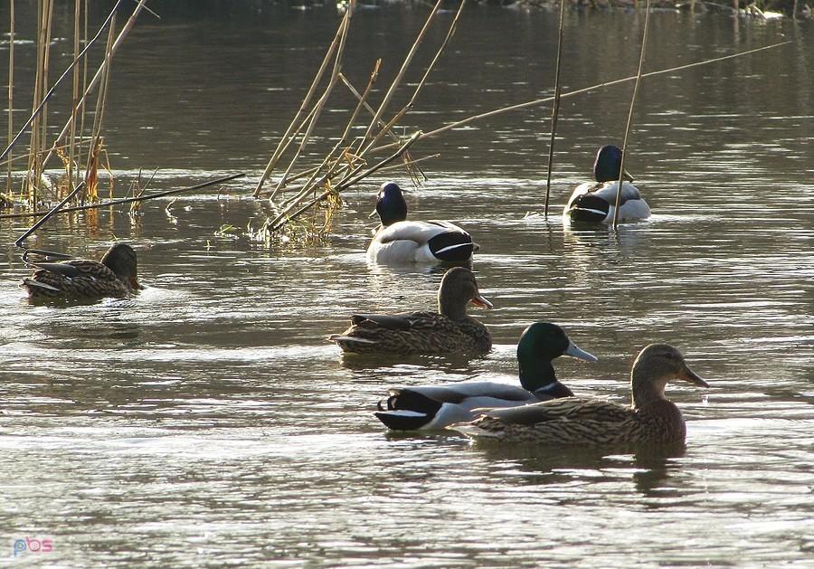 Kaczuszki na Jeziorce